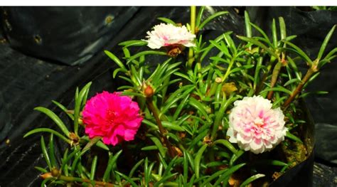 How to Plant, Grow and Care For Portulaca