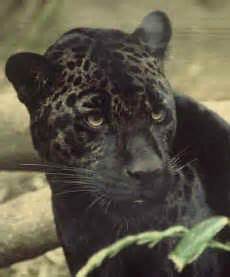 the opposite of albinism called melanism, a recessive trait where the ...