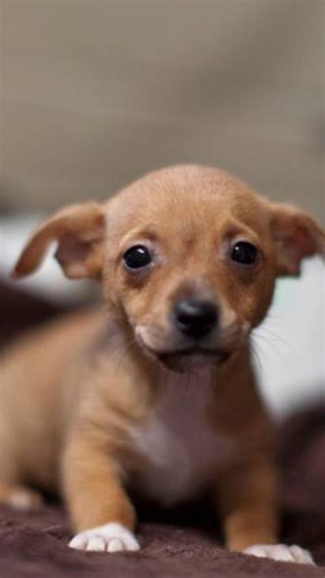 Pin by B D on ChiWeenies | Chiweenie puppies, Chiweenie dogs, Cute dogs