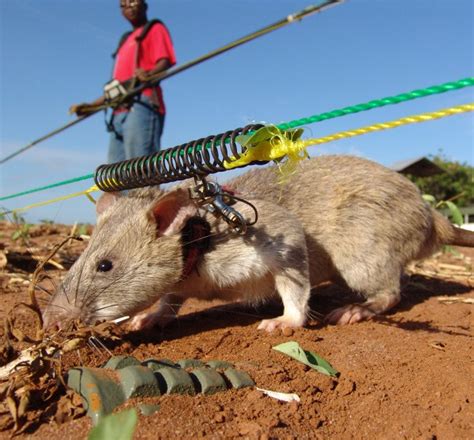 Apopo: Training detection HEROrats to save lives – Sosense