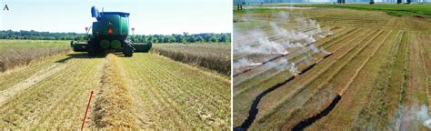 A) narrow-windrow formation, and B) narrow-windrow burning as a harvest ...