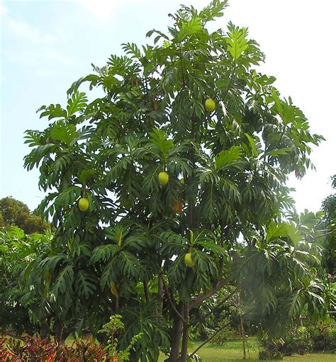 Farms Forests Foods: Edible Landscapes and Trees that Feed