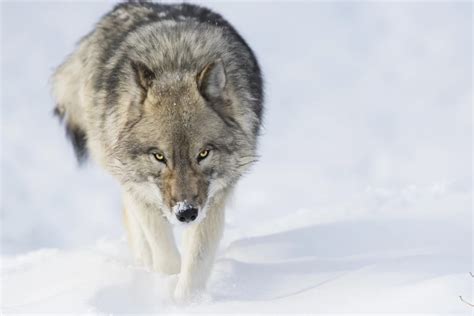 Minnesota State Animal Should be Gray Wolf