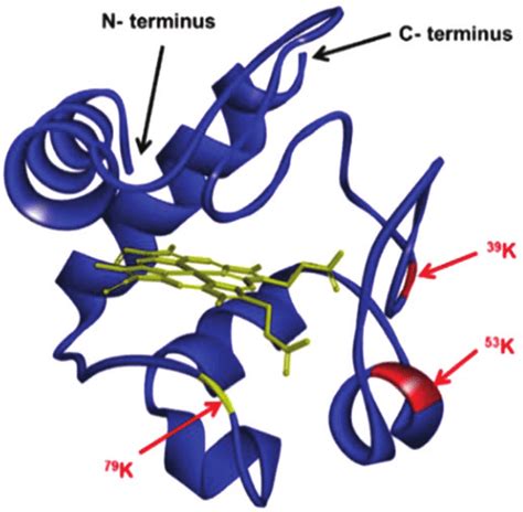 3D structure of cytochrome c (2B4Z). 53 | Download Scientific Diagram