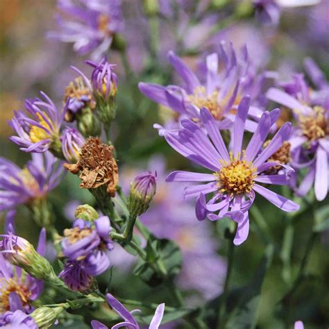 Smooth Blue Aster (Symphyotrichum laeve) - Bowman's Hill Wildflower Preserve