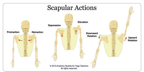 gibanje lopatice | Scapular, Human anatomy and physiology, Yoga anatomy