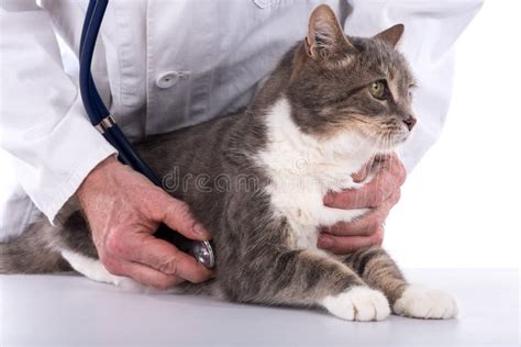 Cat at the vet clinic stock photo. Image of check, medical - 81166864