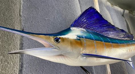 Sailfish Mounts and Replicas Made in America - New Wave Taxidermy