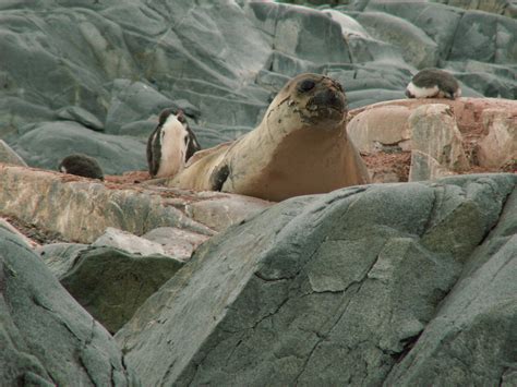 molting Elephant Seal unexpectedly in Antarctica