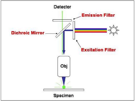 Fluorescence Microscope Working Principle – StudiousGuy