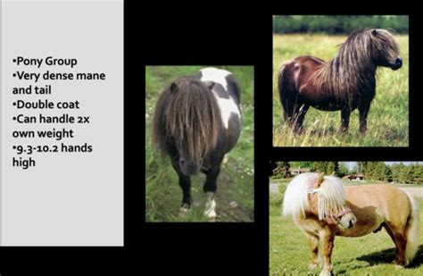 equine breeds Flashcards | Quizlet