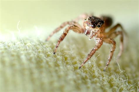 The 7 Most Common Types of House Spiders