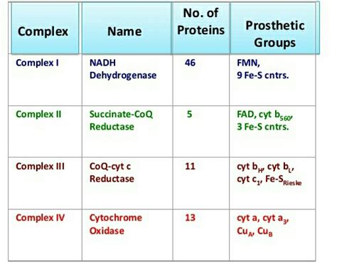 ELECTRON TRANSPORT CHAIN