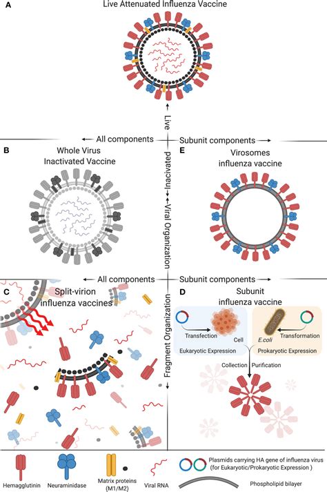 Frontiers | Advances in Development and Application of Influenza Vaccines