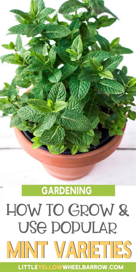 Types Of Mint Plants: How To Grow And Use Popular Mint Varieties