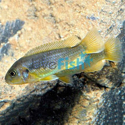 Rusty Cichlid 3.5cm "Delivered to your door in Australia''