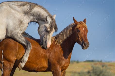 Grey and red horse mating in the field Stock Photo | Adobe Stock