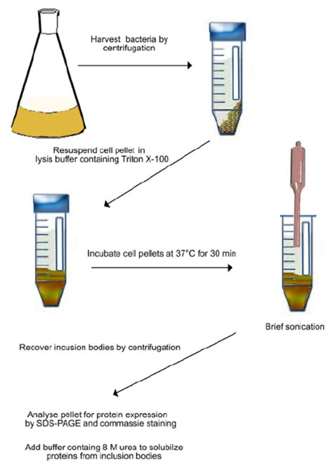 Cell Lysis Buffer Recipe Protein Purification | Besto Blog