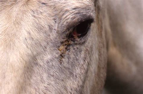 Eyeballing Conjunctivitis in Horses | Horses, Conjunctivitis, Equine eye