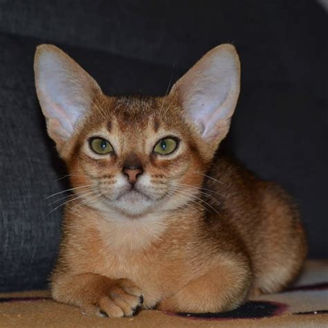 Abyssinian cat for sale in the city of Dnipro (Ukraine) Price - 424$ Announcement № 4422