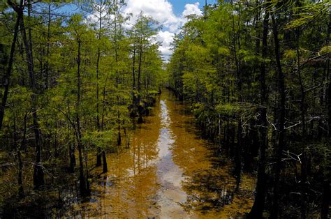 Hiking - Big Cypress National Preserve (U.S. National Park Service)