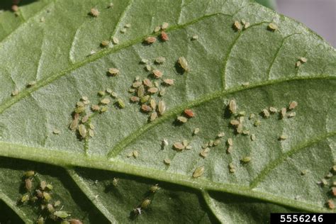 green peach aphid (Myzus persicae)