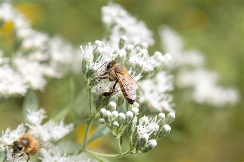 Honeybees Flowers Pollination - Free photo on Pixabay - Pixabay