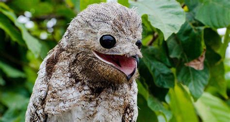 🔥 This is a Potoo Bird. He looks like he’s waiting for you to laugh at his joke ...