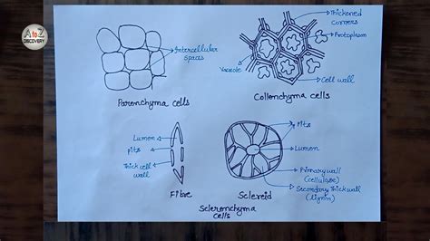 Sclerenchyma Tissue Labeled