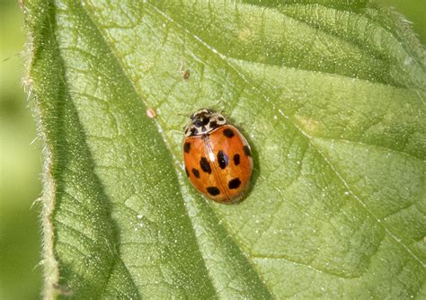 10-spot Ladybird | Gedling Conservation Trust, Nottingham