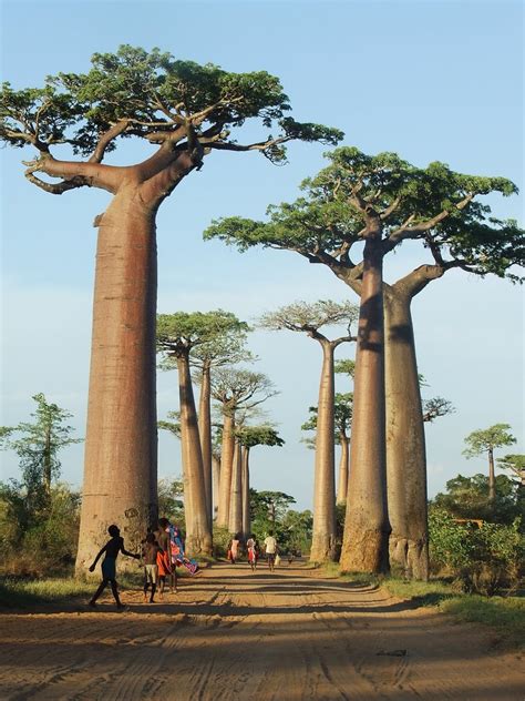 Madagascar's Baobab Trees : r/pics