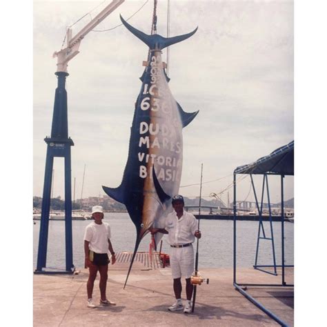 Huge Marlin Fish