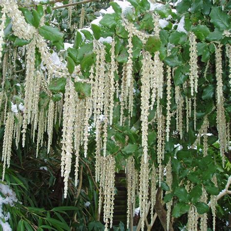 Buy silk-tassel bush Garrya elliptica James Roof: £44.99 Delivery by Crocus