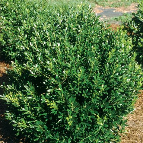 Shamrock Ilex | Spring Meadow - wholesale liners - Spring Meadow Nursery