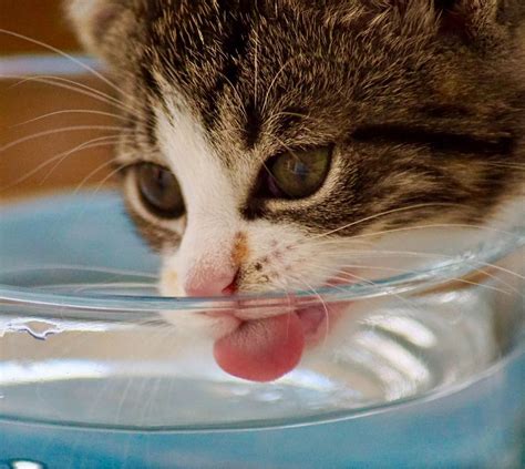 Dehydration in cats