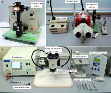 Equipment for in vivo microinjection and electroporation of mouse... | Download Scientific Diagram