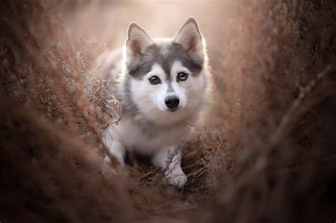 Baby Siberian Husky Wallpaper