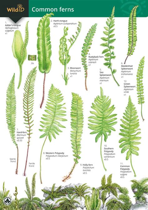 Ferns guide – Field Studies Council