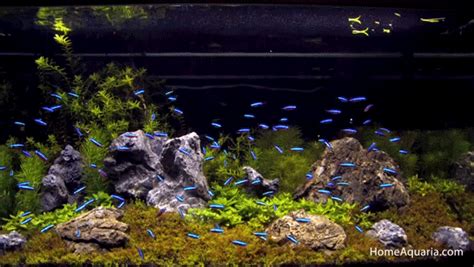 Aquarium. Saltwater Tank, Saltwater Aquarium, Planted Aquarium, Freshwater Aquarium, Aquarium ...