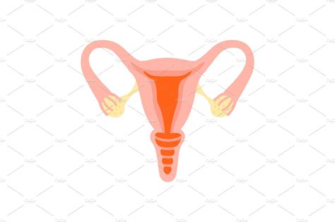 Female reproductive system. Healthy womb. | Graphic Objects ~ Creative Market