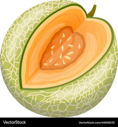 Melon cantaloupe cartoon Royalty Free Vector Image