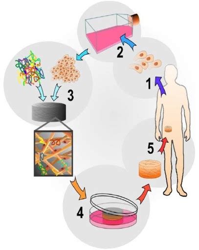 About Us - Tissue Engineering Reserach Group | University of Saskatchewan