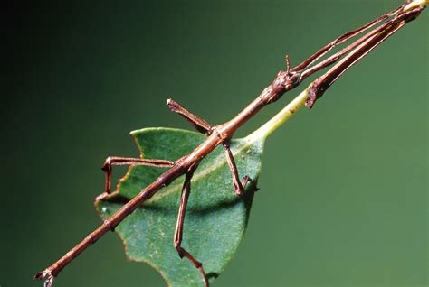 What Gives With Insects Pretending to Be Sticks and Leaves? | WIRED