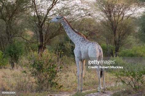 Leucism Giraffe Photos and Premium High Res Pictures - Getty Images