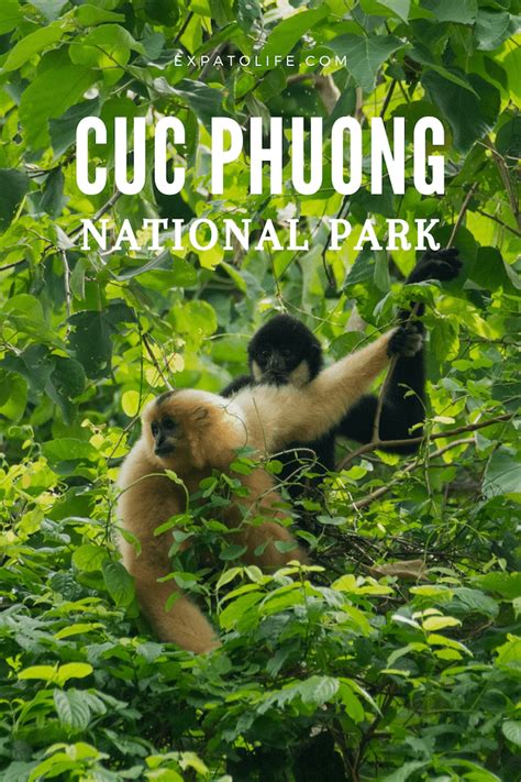 Cuc Phuong National Park Vietnam: A Handy Guide | Expatolife