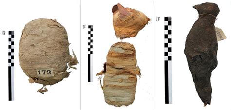 Postmortem of Mummified Animals Using 3D Scans - Scientia Magazine