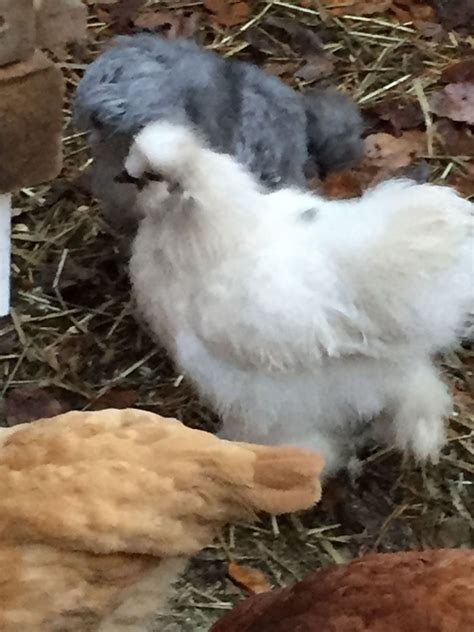 Is this Silkie a Rooster or Hen ? | BackYard Chickens - Learn How to Raise Chickens