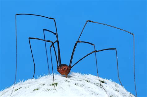 Harvestmen: The ‘Spiders’ That Aren’t Actually Spiders | Texas Standard