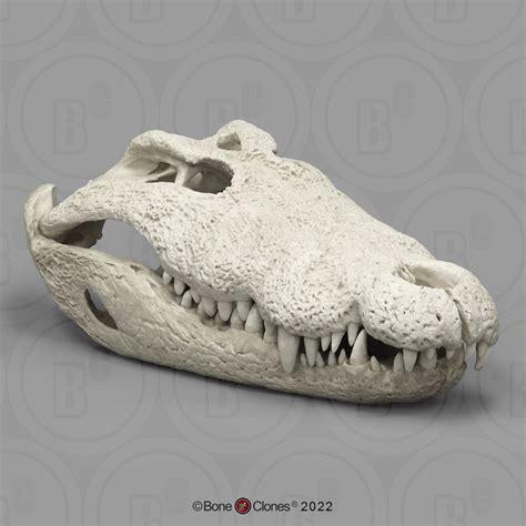 30 Inch Nile Crocodile Skull - Bone Clones - Osteological Reproductions