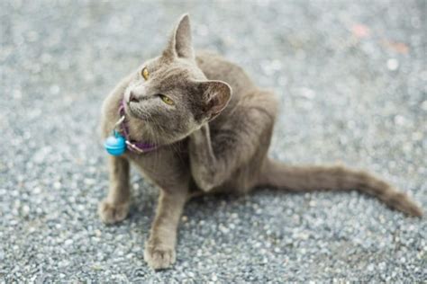 Preventing Fleas on Cats: Methods and Tips | Great Pet Care